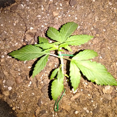 Purple Punch Autoflower growlog timeline photo