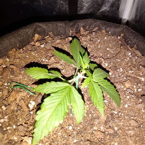 Purple Punch Autoflower growlog timeline photo