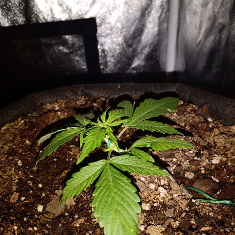 Purple Punch Autoflower growlog timeline photo