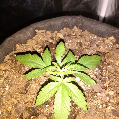 Purple Punch Autoflower growlog timeline photo