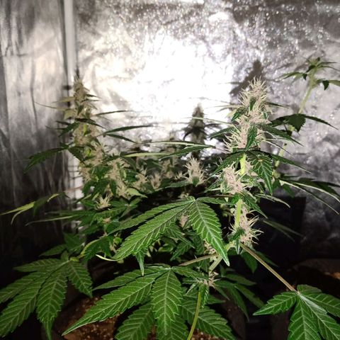 Purple Punch Autoflower growlog timeline photo