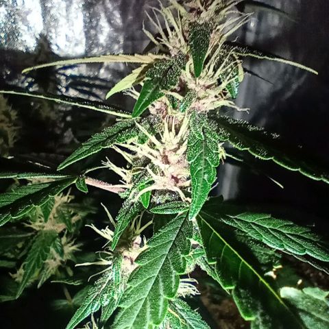 Purple Punch Autoflower growlog timeline photo
