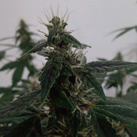Purple Punch Autoflower growlog timeline photo
