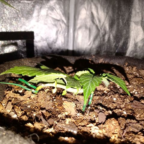 Purple Punch Autoflower growlog timeline photo