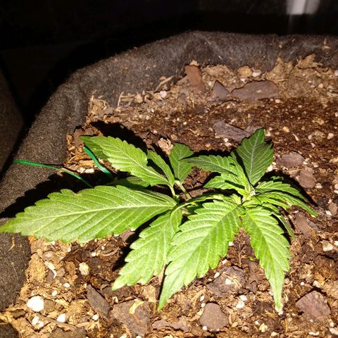 Purple Punch Autoflower growlog timeline photo