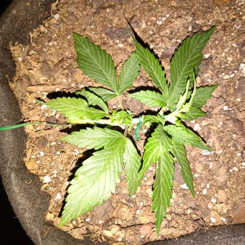 Purple Punch Autoflower growlog timeline photo