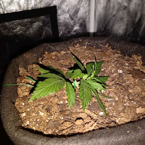 Purple Punch Autoflower growlog timeline photo
