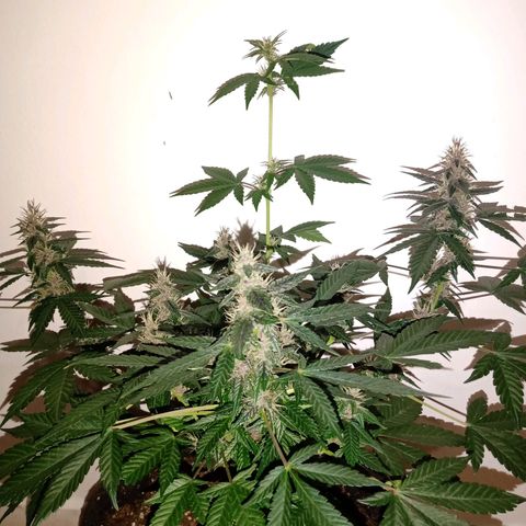 Purple Punch Autoflower growlog timeline photo