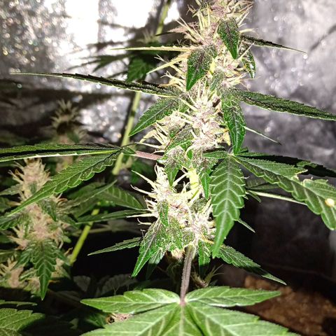Purple Punch Autoflower growlog timeline photo