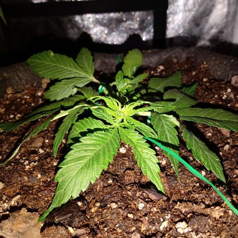 Purple Punch Autoflower growlog timeline photo