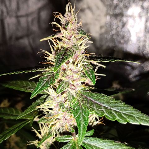 Purple Punch Autoflower growlog timeline photo