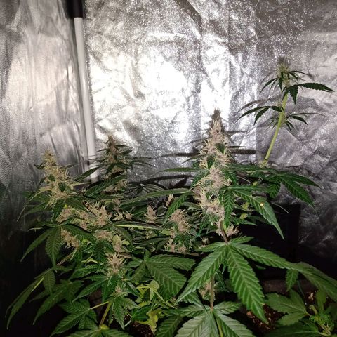 Purple Punch Autoflower growlog timeline photo