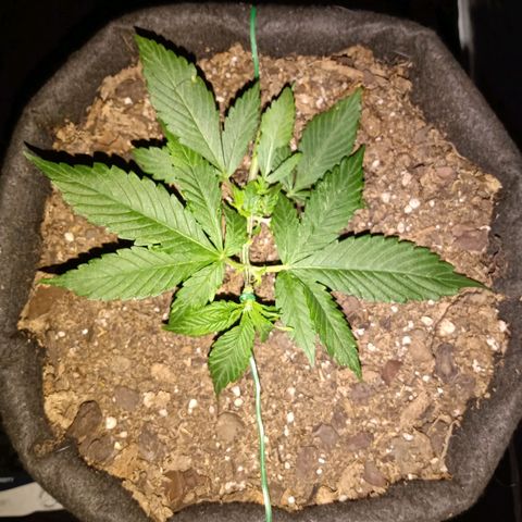 Purple Punch Autoflower growlog timeline photo