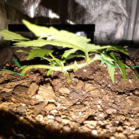 Purple Punch Autoflower growlog timeline photo