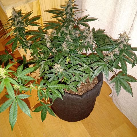 Purple Punch Autoflower growlog timeline photo