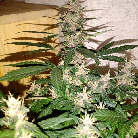Purple Punch Autoflower growlog timeline photo