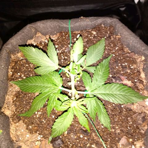 Purple Punch Autoflower growlog timeline photo