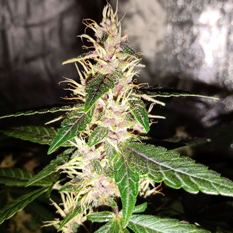 Purple Punch Autoflower growlog timeline photo
