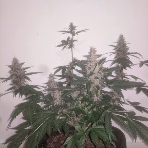 Purple Punch Autoflower growlog timeline photo