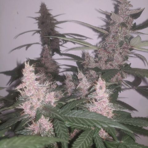 Purple Punch Autoflower growlog timeline photo
