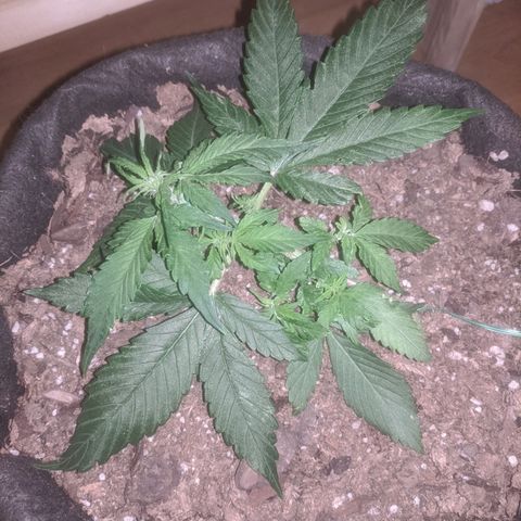 Purple Punch Autoflower growlog timeline photo