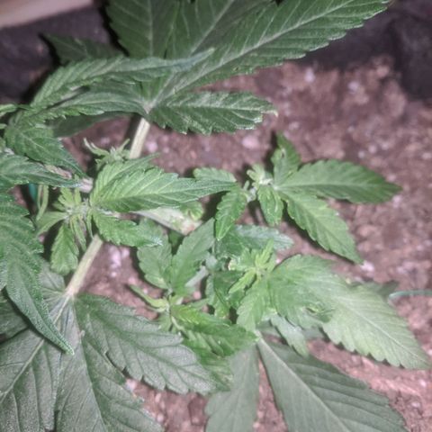Purple Punch Autoflower growlog timeline photo