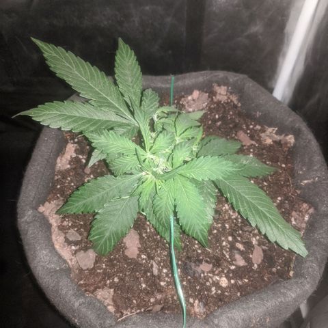 Purple Punch Autoflower growlog timeline photo
