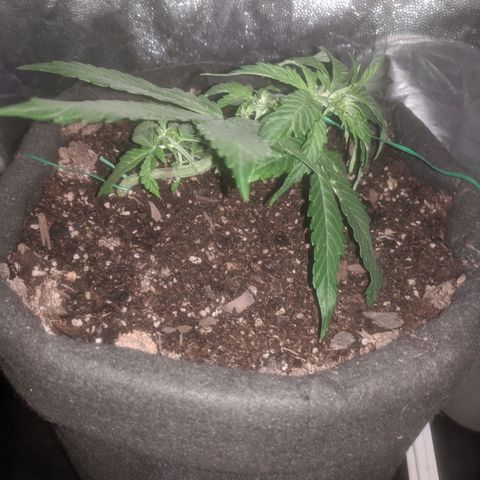 Purple Punch Autoflower growlog timeline photo