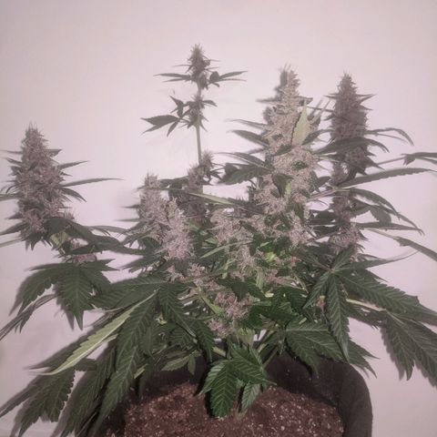 Purple Punch Autoflower growlog timeline photo