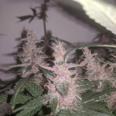 Purple Punch Autoflower growlog timeline photo
