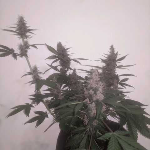 Purple Punch Autoflower growlog timeline photo