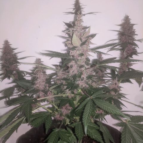 Purple Punch Autoflower growlog timeline photo