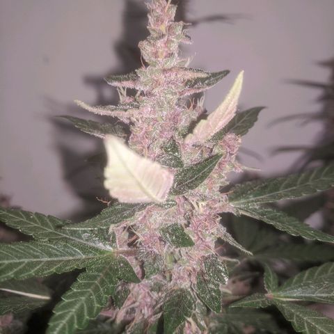Purple Punch Autoflower growlog timeline photo