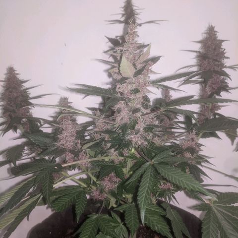 Purple Punch Autoflower growlog timeline photo