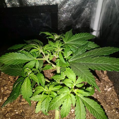 Purple Punch Autoflower growlog timeline photo