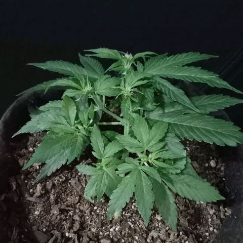Purple Punch Autoflower growlog timeline photo