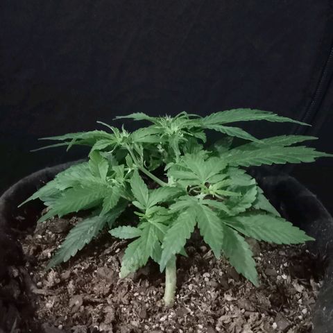 Purple Punch Autoflower growlog timeline photo