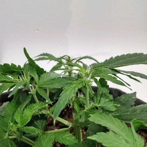 Purple Punch Autoflower growlog timeline photo