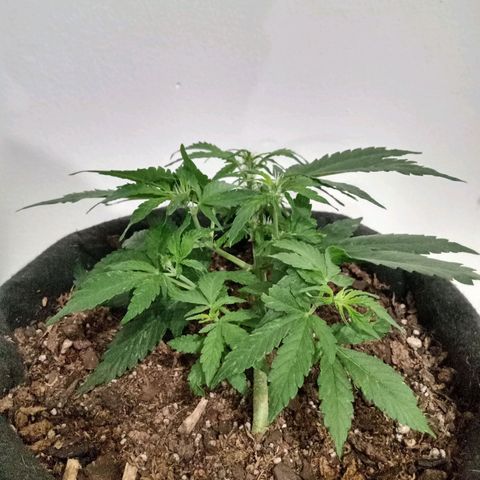 Purple Punch Autoflower growlog timeline photo