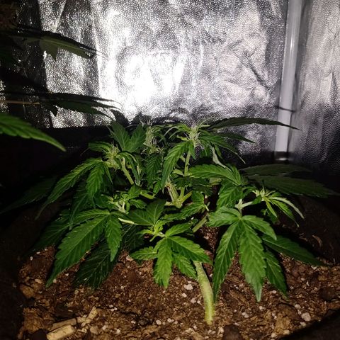 Purple Punch Autoflower growlog timeline photo