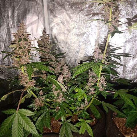 Purple Punch Autoflower growlog timeline photo