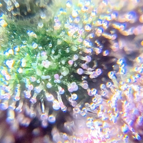 Purple Punch Autoflower growlog timeline photo
