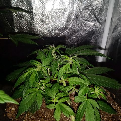 Purple Punch Autoflower growlog timeline photo