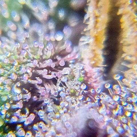 Purple Punch Autoflower growlog timeline photo