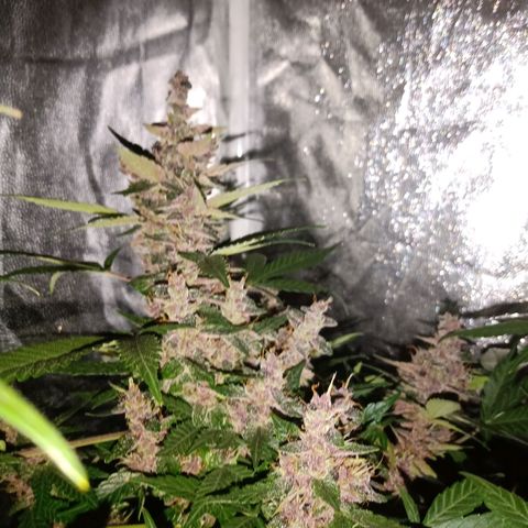 Purple Punch Autoflower growlog timeline photo