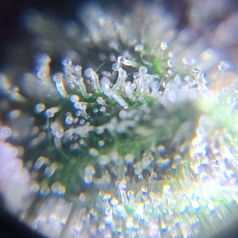 Purple Punch Autoflower growlog timeline photo