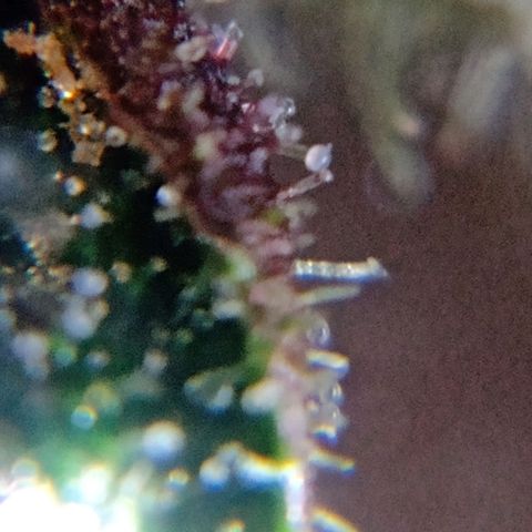 Purple Punch Autoflower growlog timeline photo