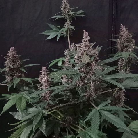 Purple Punch Autoflower growlog timeline photo