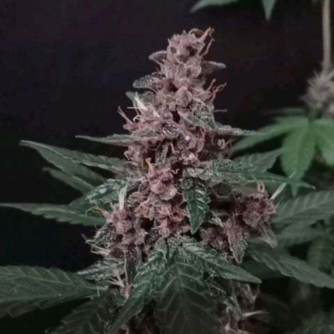 Purple Punch Autoflower growlog timeline photo