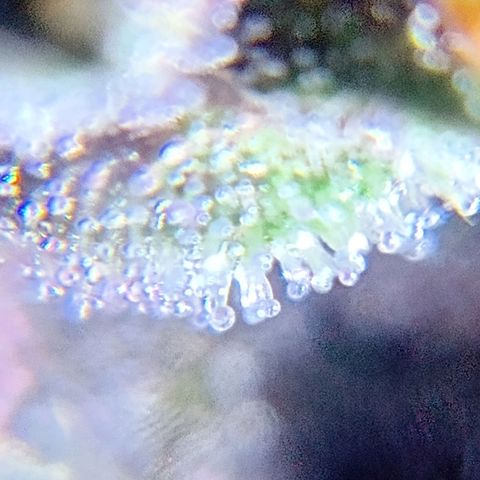 Purple Punch Autoflower growlog timeline photo
